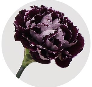 Гвоздика стандарт микс 9