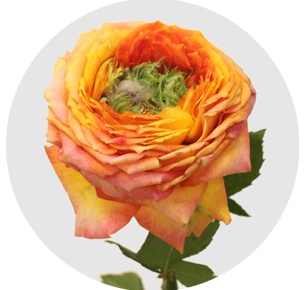 Грин айленд Самоа (Green Island Samоа)