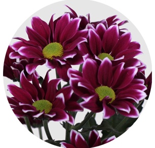 Хризантема кустовая Тимман дарк (Timman Dark)