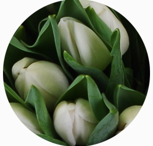 Тюльпан Инзель (Inzell)