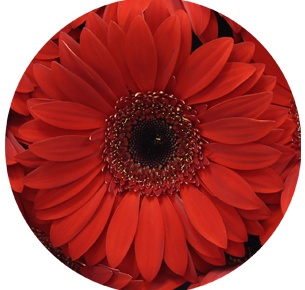 Гербера Беллецца (Bellezza)