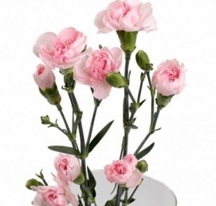 Гвоздика кустовая розовая