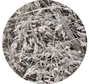 Паникум крашеный бело-серебряный (Panicum white+silver)