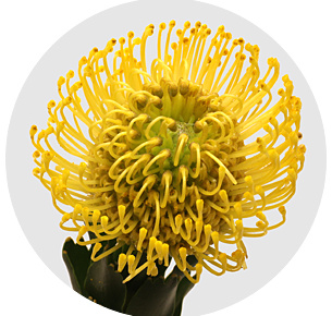 Протея Нутан Хай голд (High Gold)