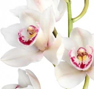 Цимбидиум мини белый