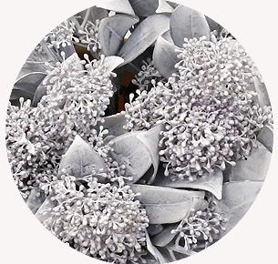 Скиммия крашеная белая (White)