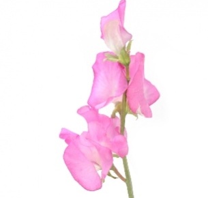 Латирус светло розовый