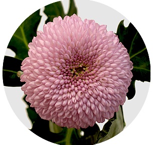 Хризантема одноголовая Момоко (Momoko)