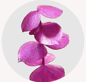 Эвкалипт крашеный ярко-розовый металлик (Metallic Hot Pink)