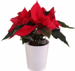 Пуансетия (Poinsettia)