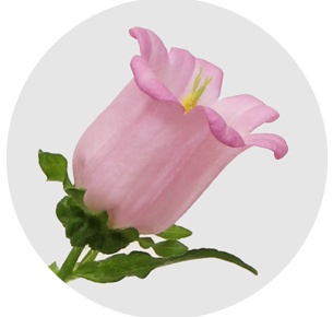 Кампанула розовая