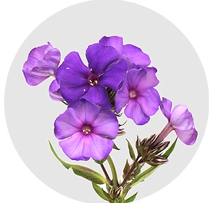 Флокс Ван Гог (Van Gogh)