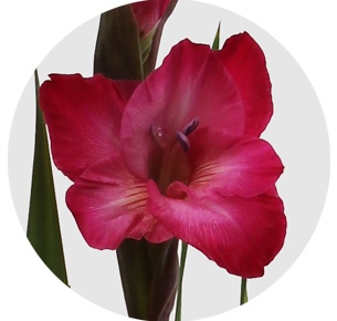 Гладиолус ярко-розовый