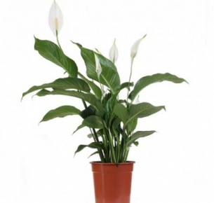 Спатифиллум (Spathiphyllum)