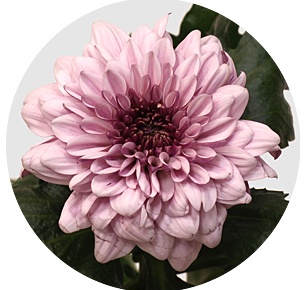 Хризантема одноголовая Пип претти (PIP Pretty)