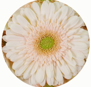 Гербера Эстэйт (Estate)