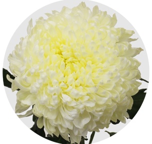 Хризантема одноголовая Деко белая (Deco White)