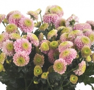 Хризантема кустовая Сантини  Дженни Пинк (Santini Jeanny pink)