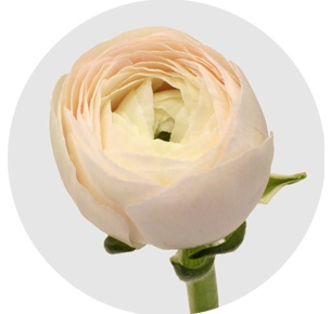 Ранункулус Клуни Ханой (Clooney Hanoi)