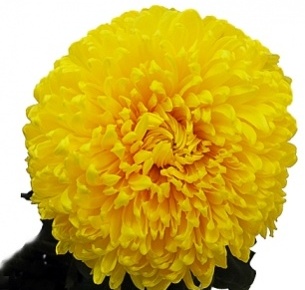 Хризантема одноголовая Деко желтая (Deco yellow)