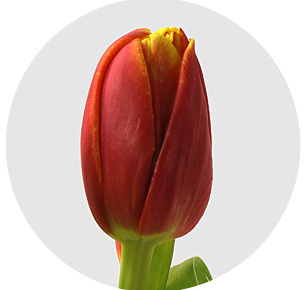 Тюльпан Силеста (Cilesta)