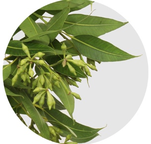 Эвкалипт Робуста (Robusta)