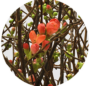 Хеномелес красный (Chaenomeles red)