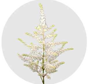 Астильба Вашингтон (Washington)