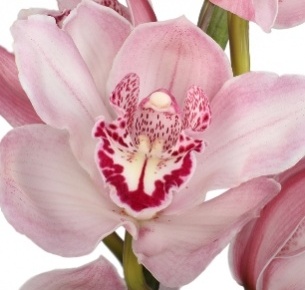 Орхидея Цимбидиум светло-розовая