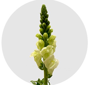 Антирринум белый