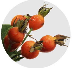 Розенботтел Памкин (Rozenbottel Pumpkin)