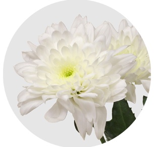 Хризантема кустовая Евро белая (Euro white)