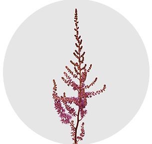 Астильба Аметист (Amethyst)