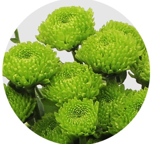 Хризантема кустовая Сантини Фрогги (Santini Froggy) 