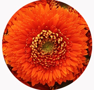 Гербера мини Тесла (Tesla)